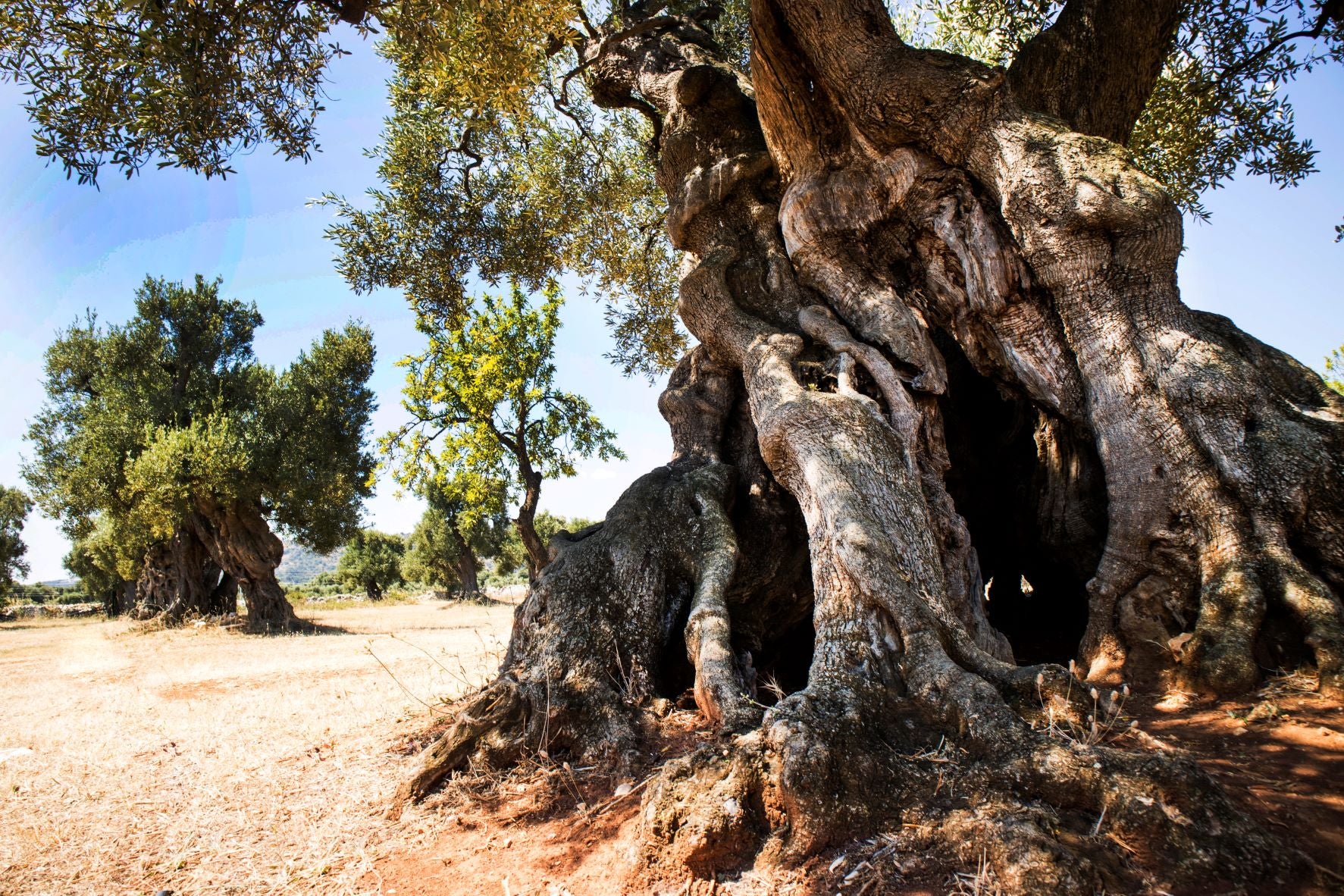Wussten Sie … über den historischen Hintergrund zu Olivenöl Bescheid?