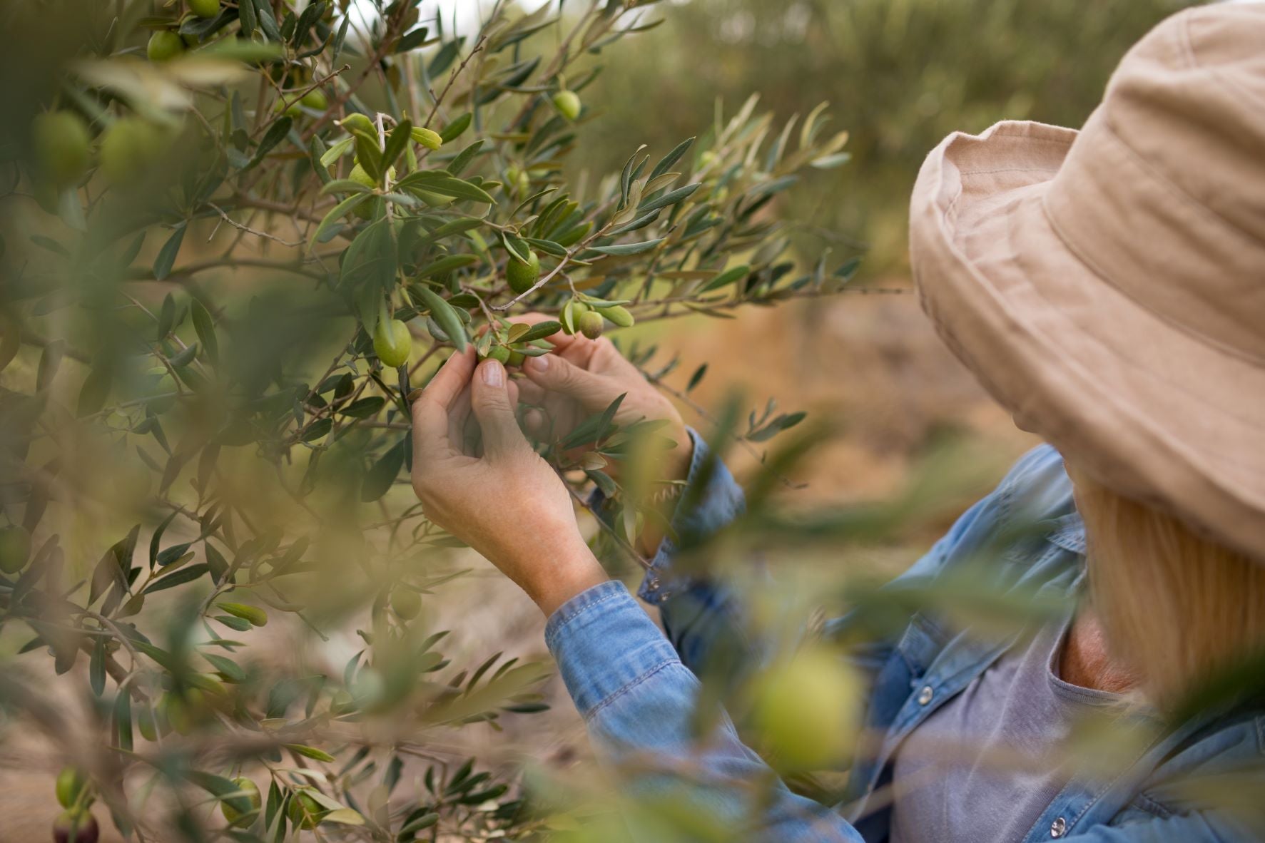 Wussten Sie … was eine gute Qualität bei Oliven auszeichnet?