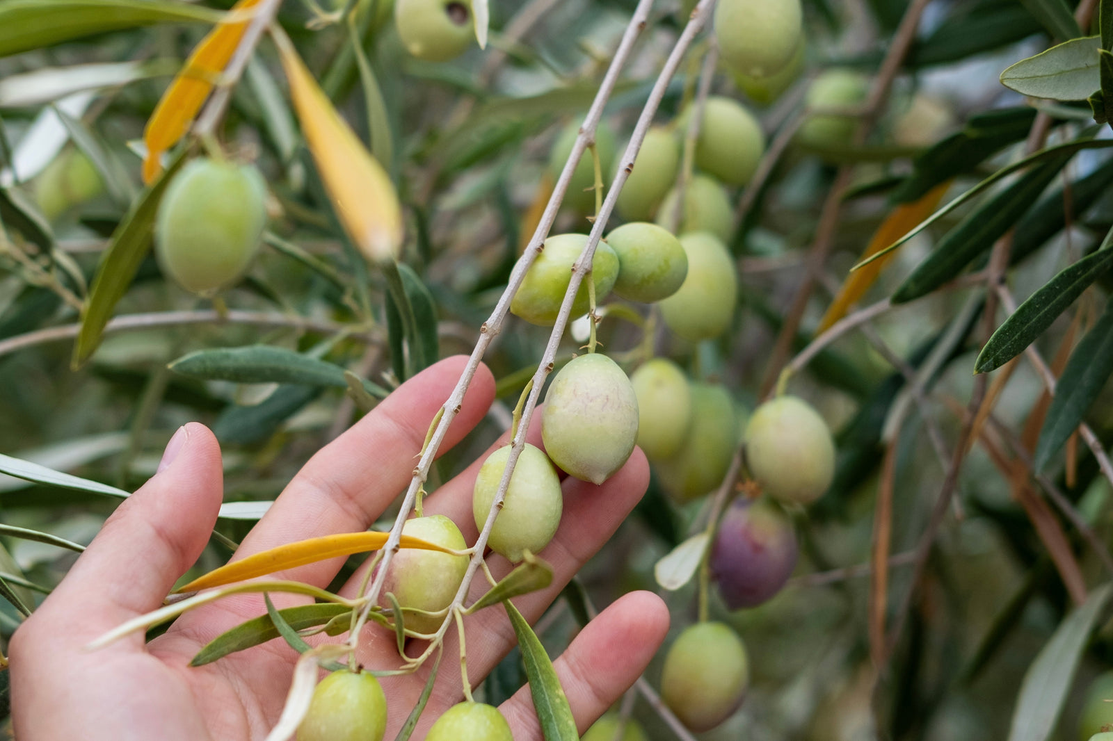 Wussten Sie … über den historischen Hintergrund zu Olivenöl Bescheid?