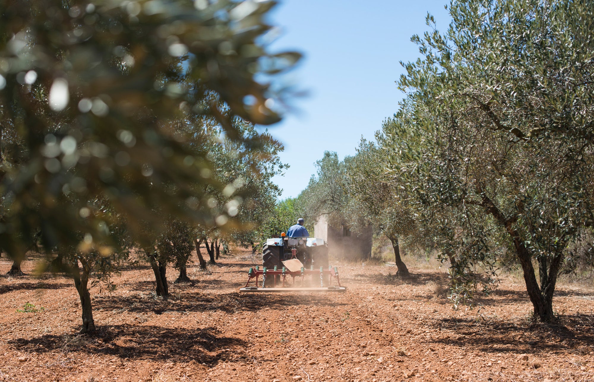 Wussten Sie, dass … die aktuelle Preisexplosion bei Olivenöl nichts mit der allgemeinen Teuerung zu tun hat?