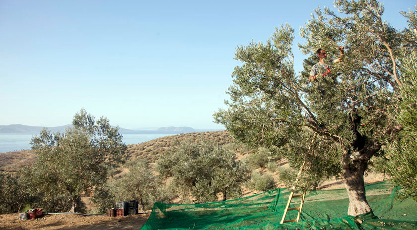 Die kleine Halbinsel Hermionida - eine Reise in die Heimat der Oliven!