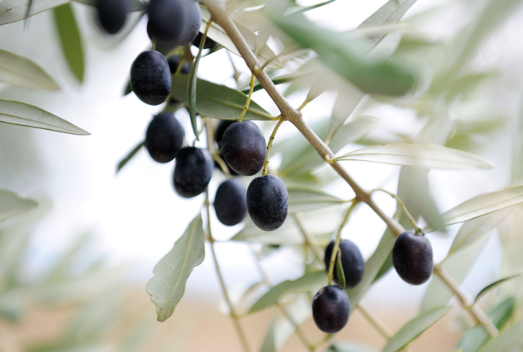 Die Kalamata-Olive - die Königin der Oliven!