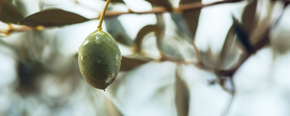 Kalliston Olivenöle