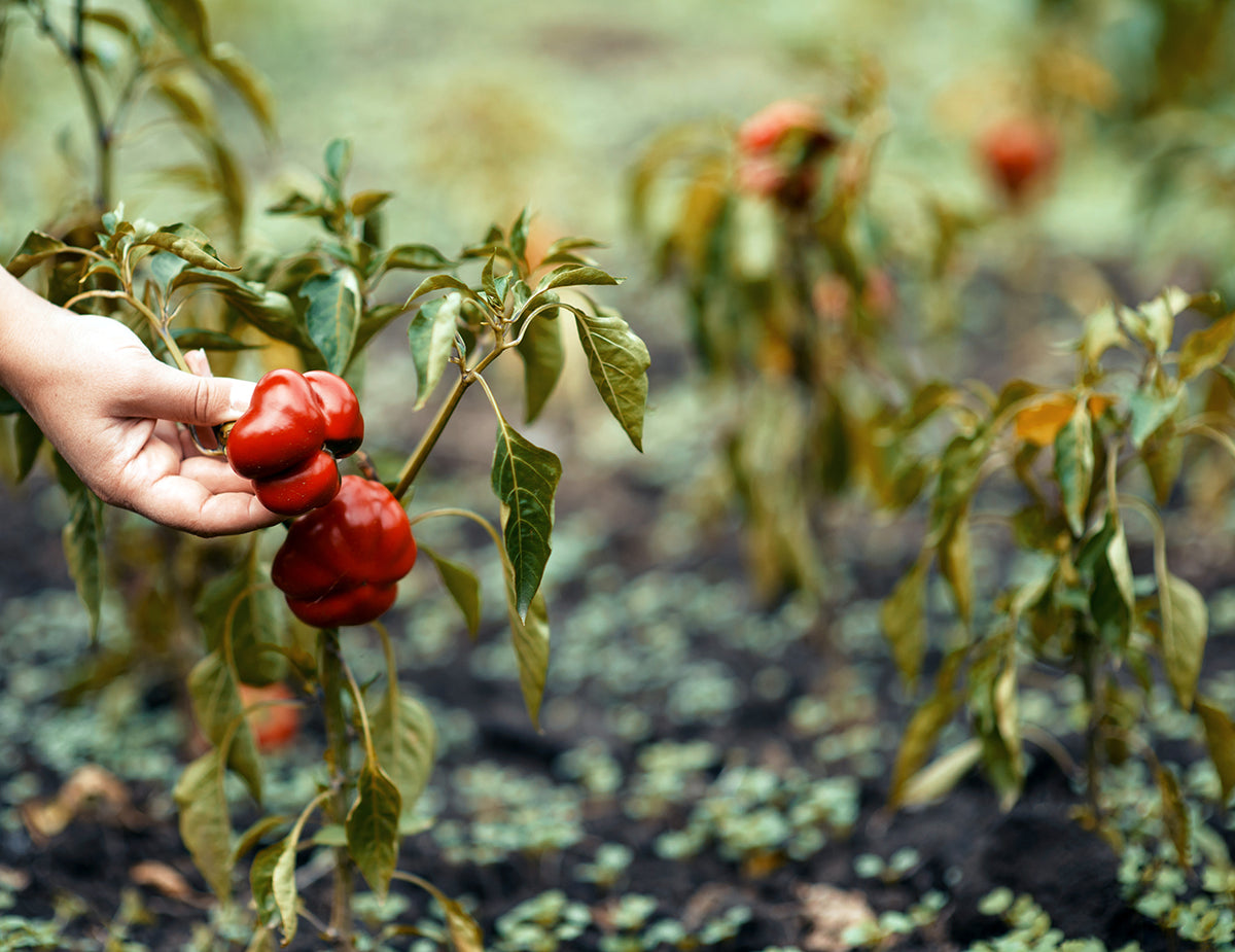 Rote Kabanaki Paprika gefüllt mit Fetakäse in nativem Olivenöl extra - HERMES