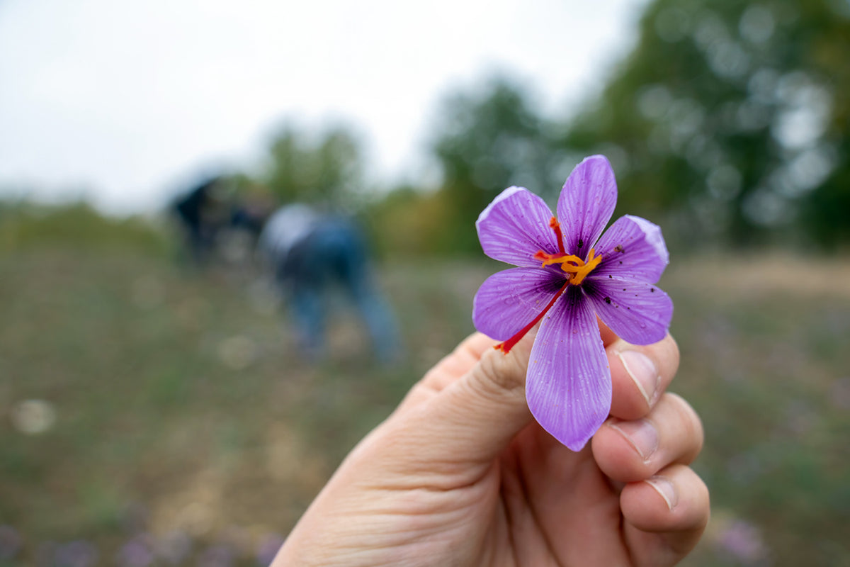 BIO Griechischer Safran - HERMES BIO